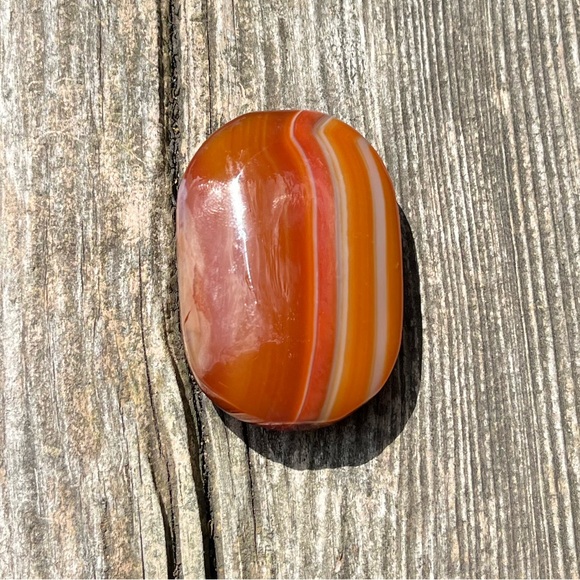Carnelian Palm - Picture 4 of 6